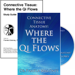 Connective Tissue Anatomy